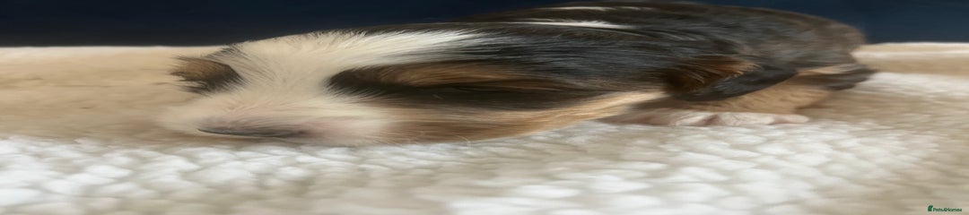Cockapoo Puppy 2