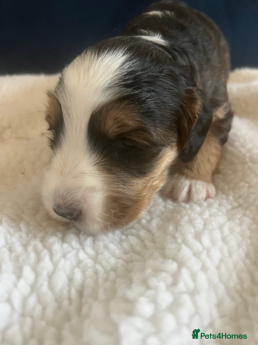 Cockapoo dogs for sale: Cockerpoo Male  - Image 6