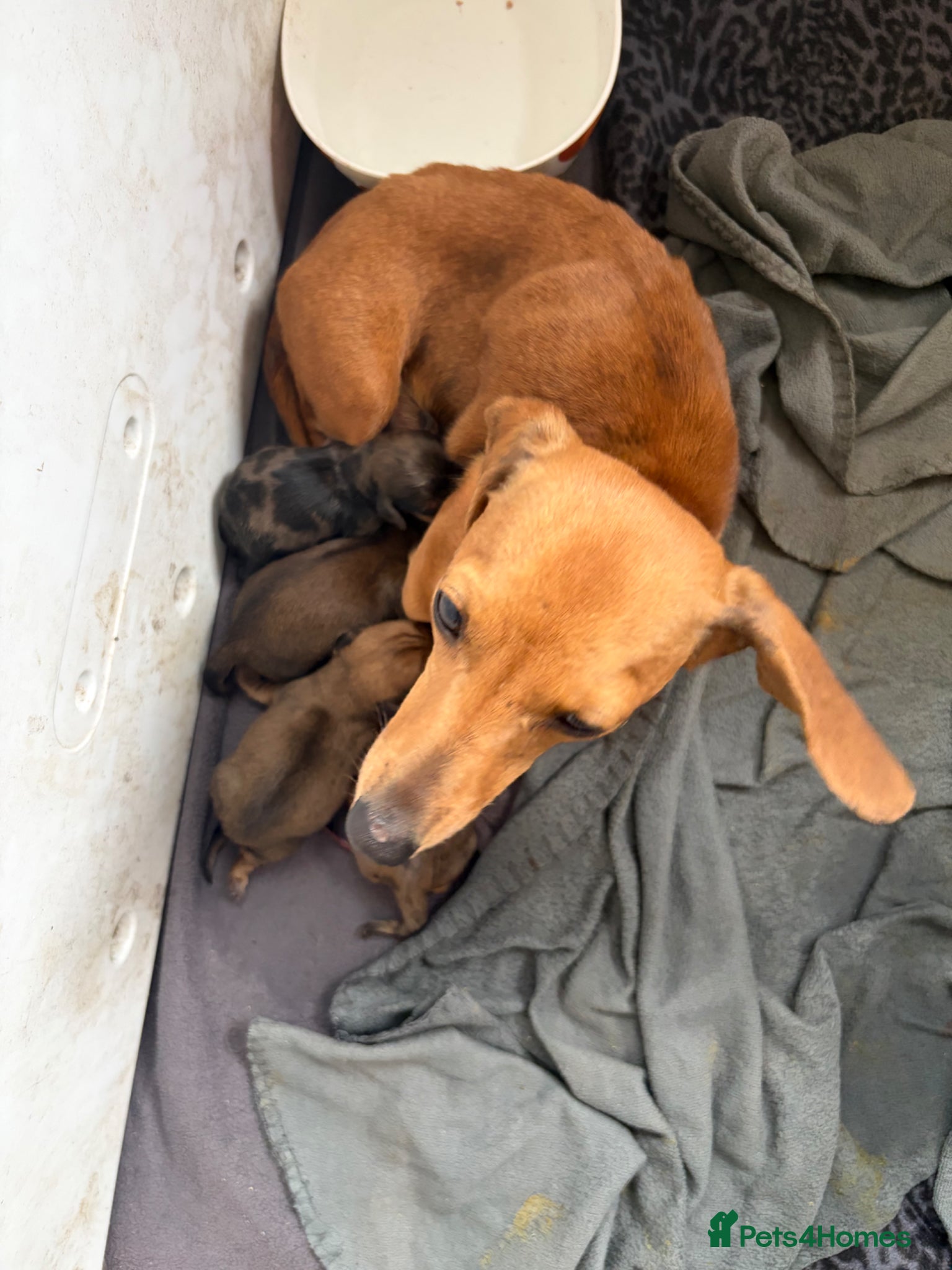 Miniature Dachshund dogs Red miniature dachshund  - Advert 1