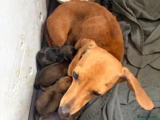 Miniature Dachshund dogs for sale: Red miniature dachshund - Advert 1