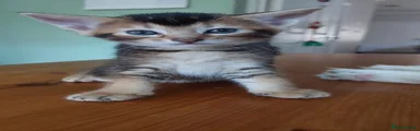 Abyssinian 2