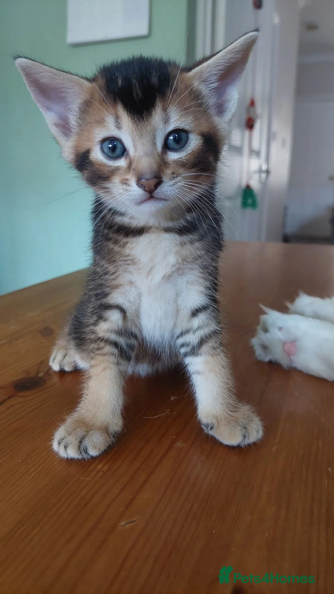 Abyssinian cats for sale: Beautiful mixed breed kittens  - Advert 2