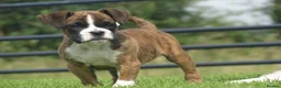 Boxer dogs for sale: Beautiful boxer puppy  - Advert 2