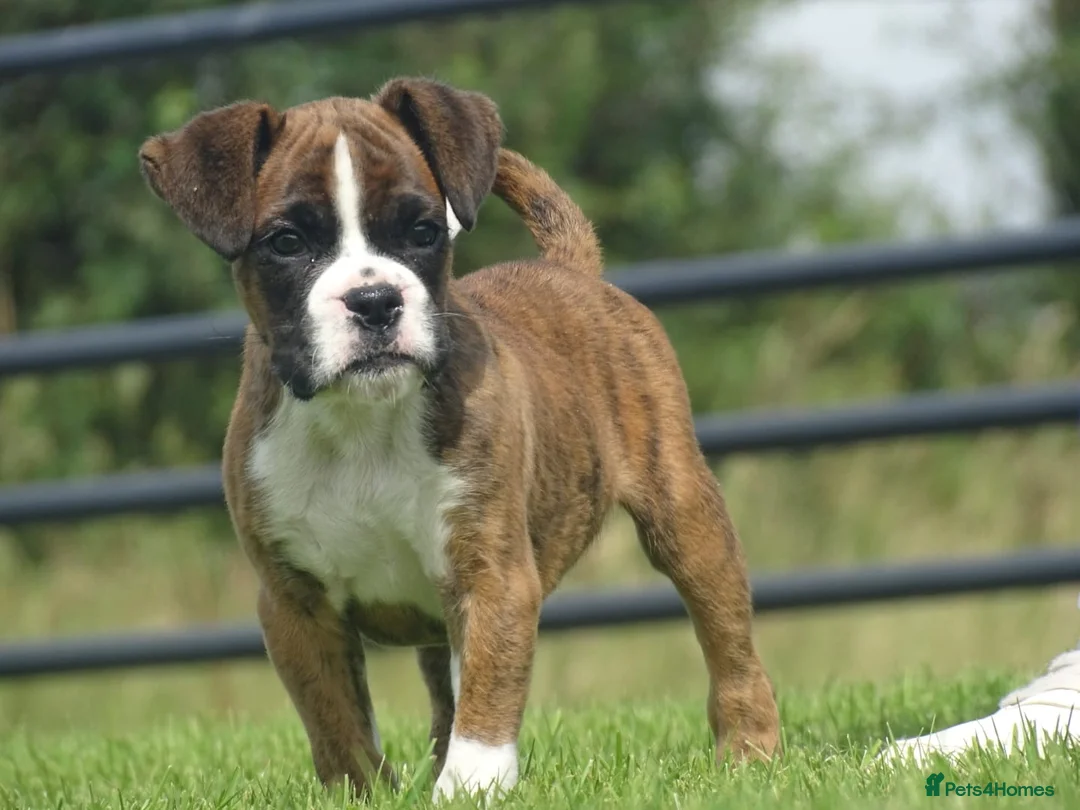 Boxer dogs for sale: Beautiful boxer puppy  - Advert 2