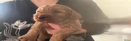 Cavapoo dogs for sale: F1 Cavapoo - Advert 2