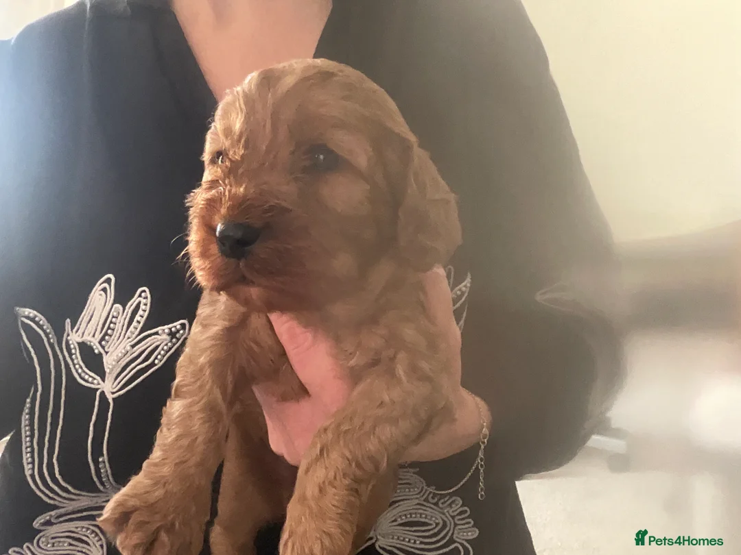 Cavapoo dogs for sale: F1 Cavapoo - Advert 2