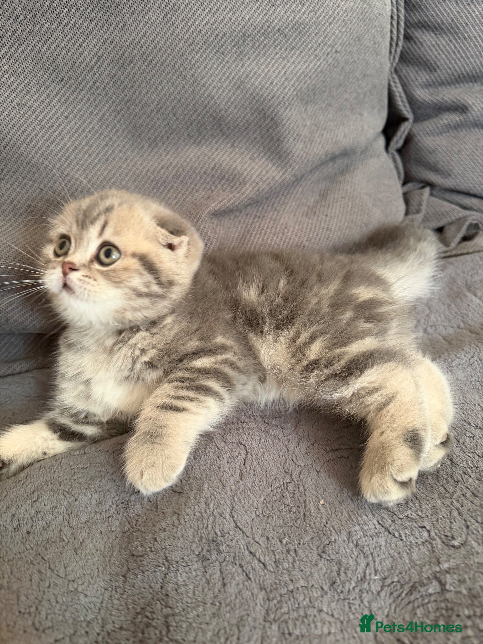 Scottish Fold cats Last chunky girl left🩷  - Advert 2