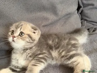 Scottish Fold cats Last chunky girl left🩷 - Advert 16