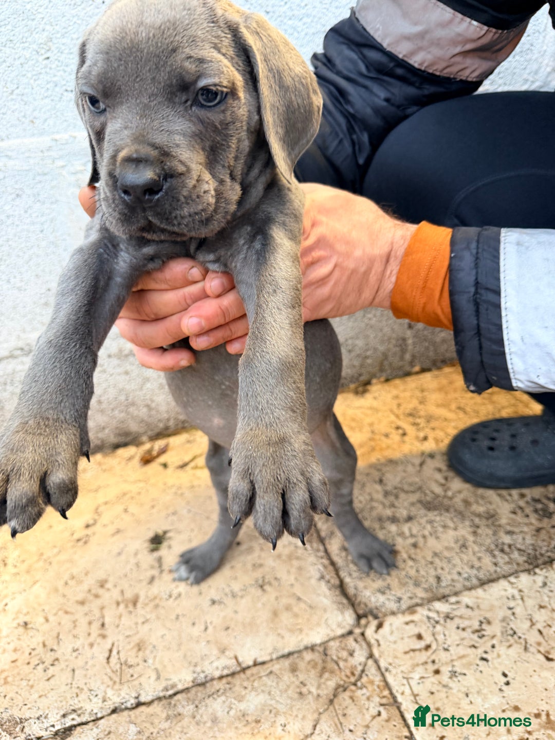 Cane Corso dogs for sale: Beautiful Cane Corso puppies available - Advert 22