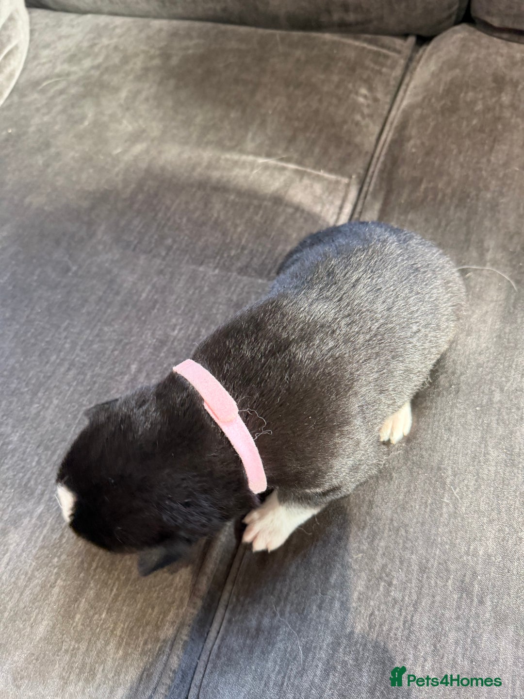 Siberian Husky dogs for sale: Husky puppies for sale - Image 14