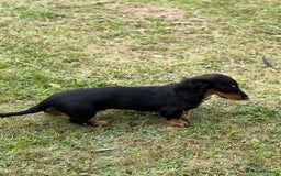 Dachshund dogs for sale: Long Coated Standard Dachshund - Crufts Potential - Image 8