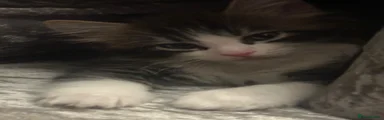 Turkish Angora 3