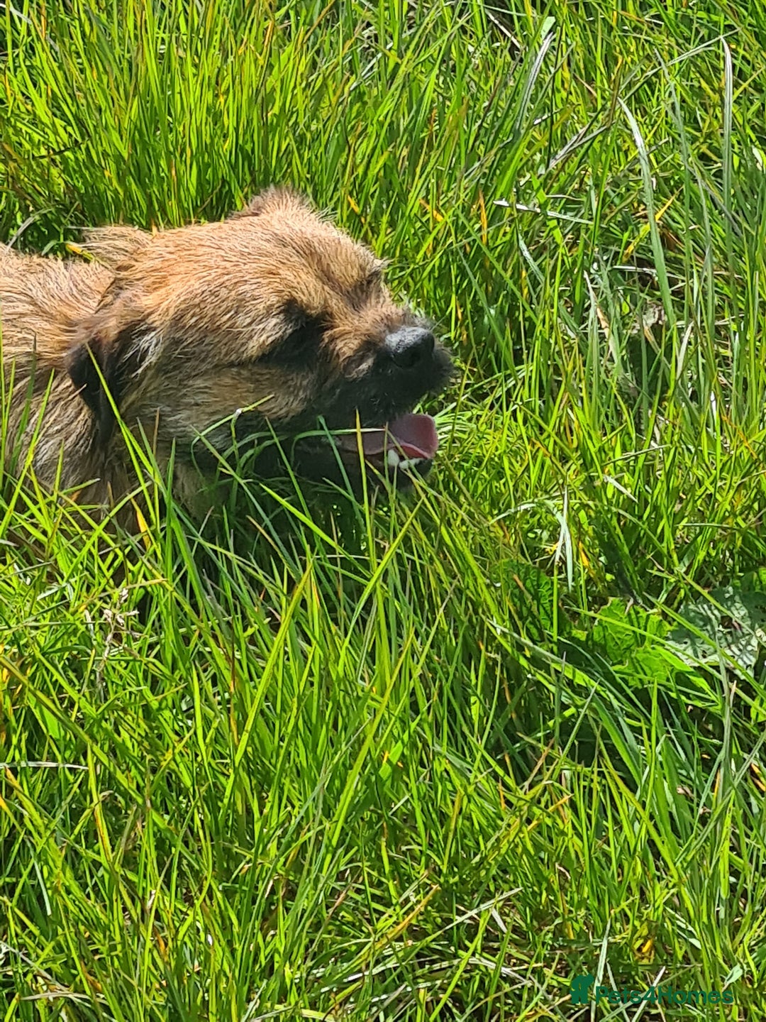 Mixed Breed dogs for sale: Border X Patterdale puppies  - Image 12