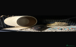 Rat rodents for sale: Male Rat - Image 3