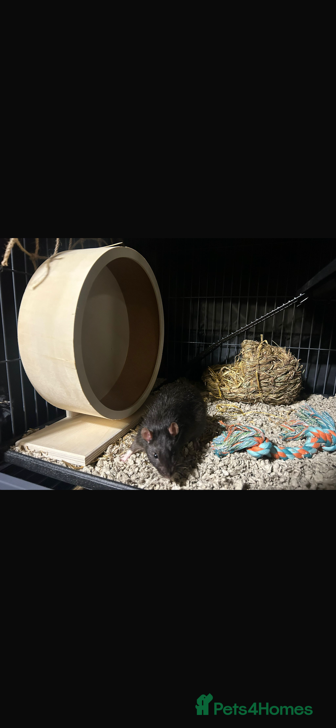 Rat rodents for sale: Male Rat - Image 3