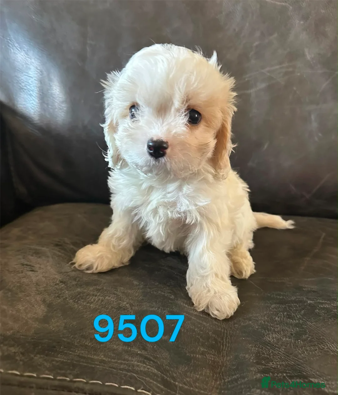 Cavachon dogs for sale: Cavachon pups boys only ready now  - Advert 1
