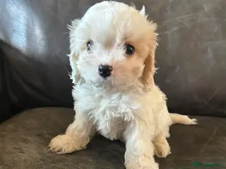 Cavachon dogs Cavachon pups boys only ready now - Advert 1