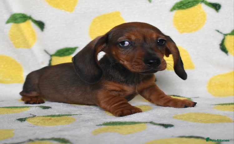 Miniature Dachshund dogs - Advert 1