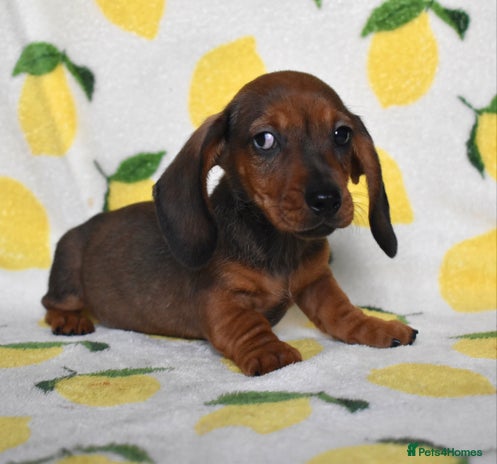 Miniature Dachshund dogs - Advert 1