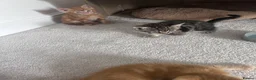Domestic Shorthair cats for sale: 4 male, 1 female kitten  - Advert 20