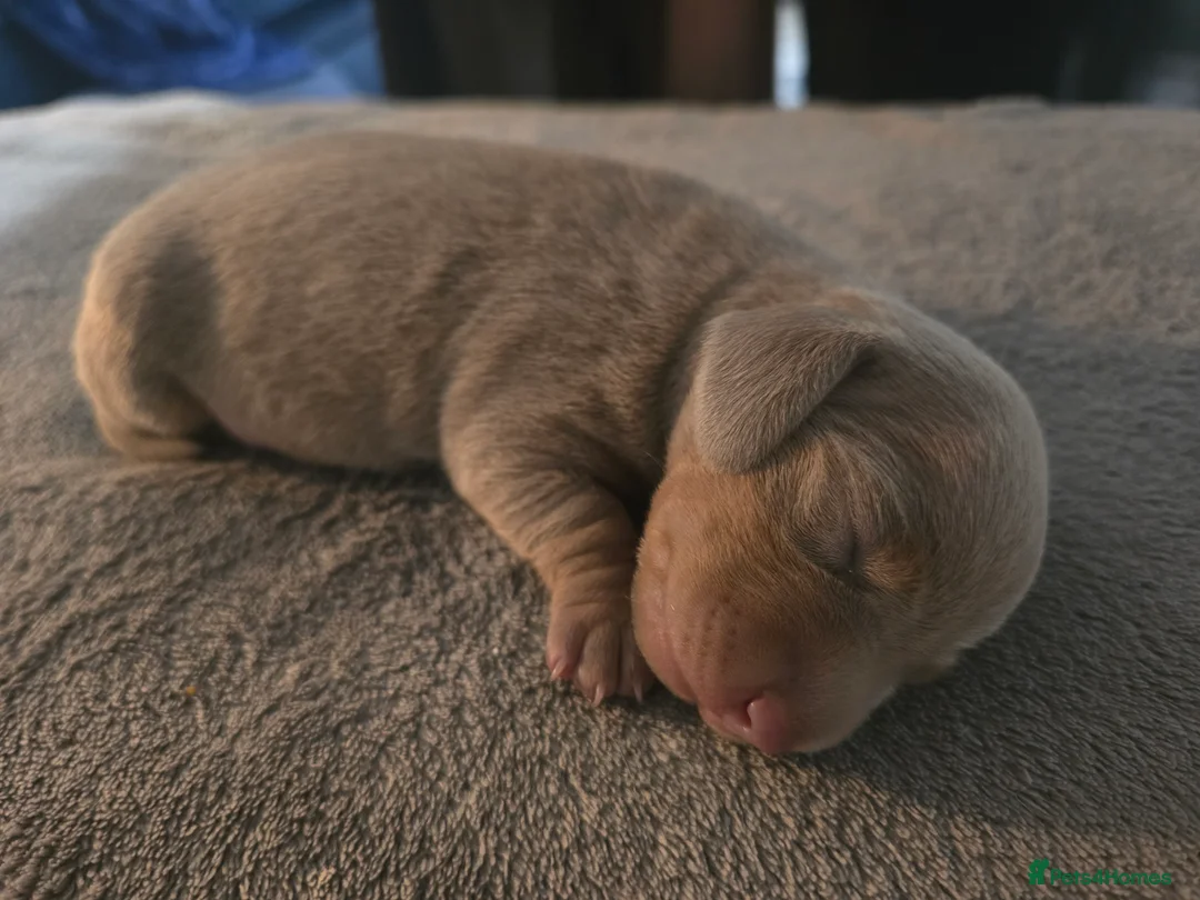 Miniature Dachshund dogs for sale: LAST PUPPY* Rare Isabella Mini Dacshund, blue eyes - Advert 38
