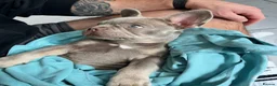 French Bulldog dogs for stud:  Maverick | Pedigree Frenchie Stud in Beverley - Advert 6
