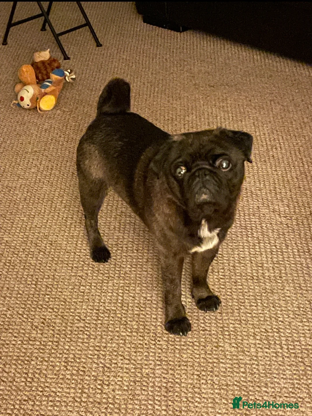 Pug dogs for stud: Beautiful KC Platinum Pug Stud - Advert 2