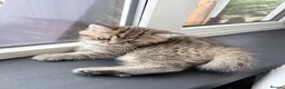 British Shorthair cats for sale: 🐾 Elite Male British Shorthair Kitten - Advert 8
