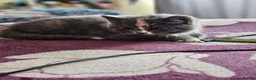 British Shorthair cats for sale: British shorthair  - Advert 2
