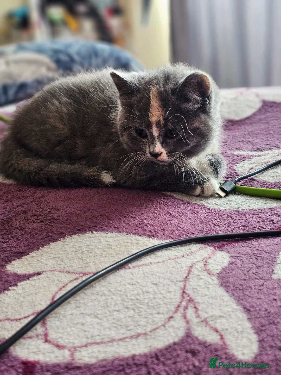British Shorthair cats for sale: British shorthair  - Advert 2