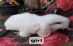 Mini Lop rabbits for sale: Mini lop babies - Image 3