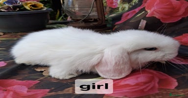 Mini Lop rabbits - Advert 2