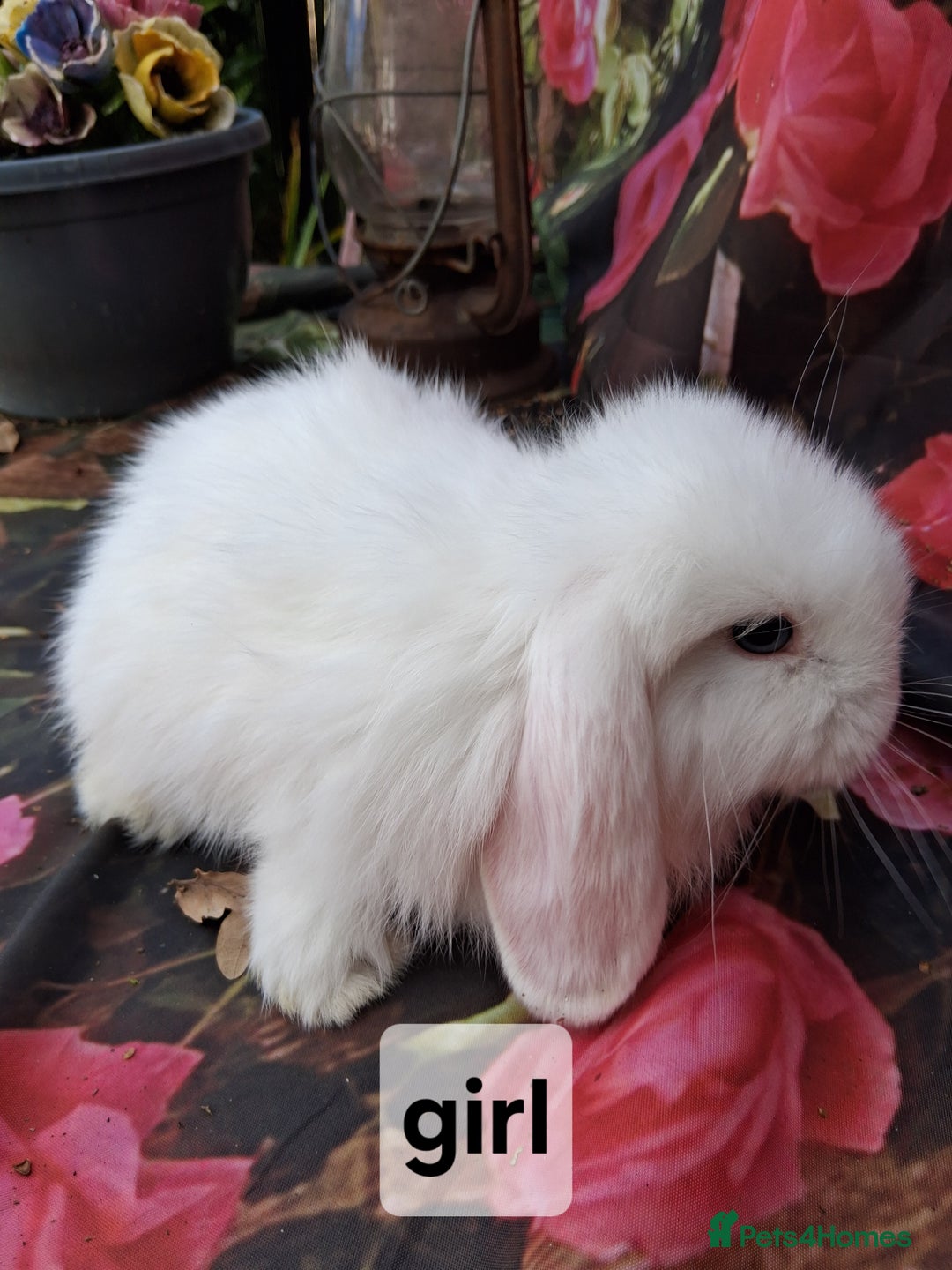Mini Lop rabbits for sale: Mini lop babies - Image 3