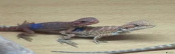 Bearded Dragon reptiles for sale: Stunning baby bearded dragons - Advert 14