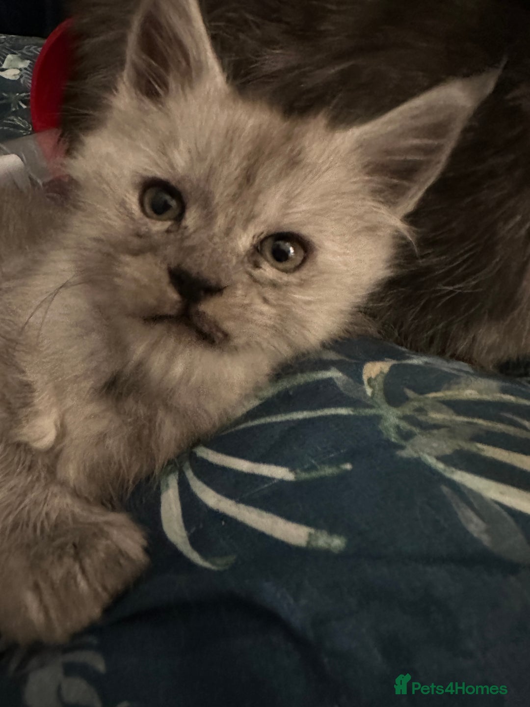 Maine Coon cats for sale: Purebred Maine Coon Stunning Kittens - Advert 10