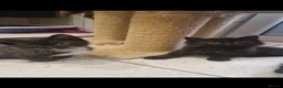 Mixed Breed cats for sale: Kittens   - Advert 12