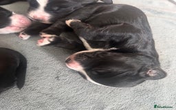 Cocker Spaniel dogs for sale: KC Registered Working Cocker Spaniel puppies - Image 10