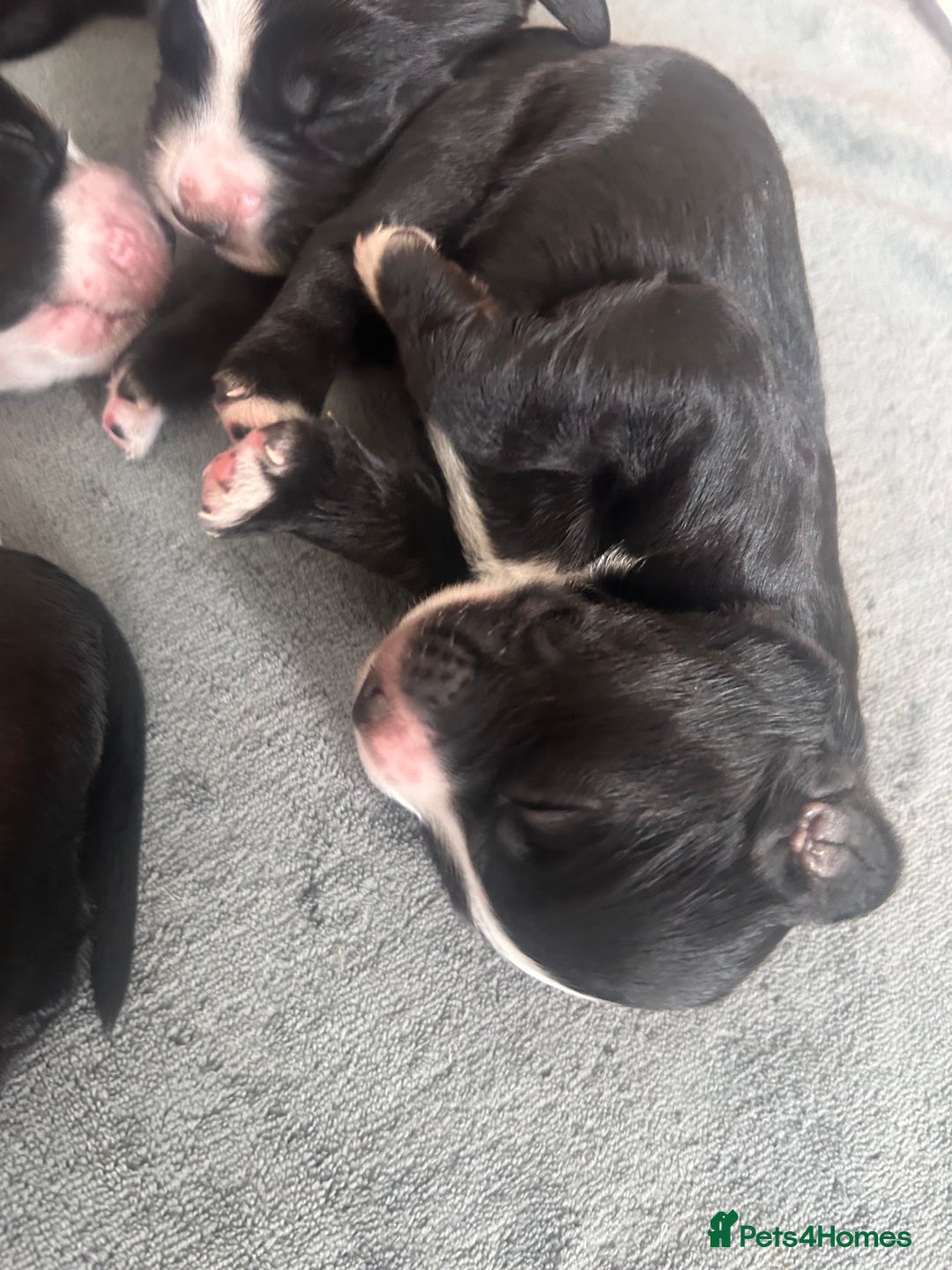 Cocker Spaniel dogs for sale: KC Registered Working Cocker Spaniel puppies - Image 10