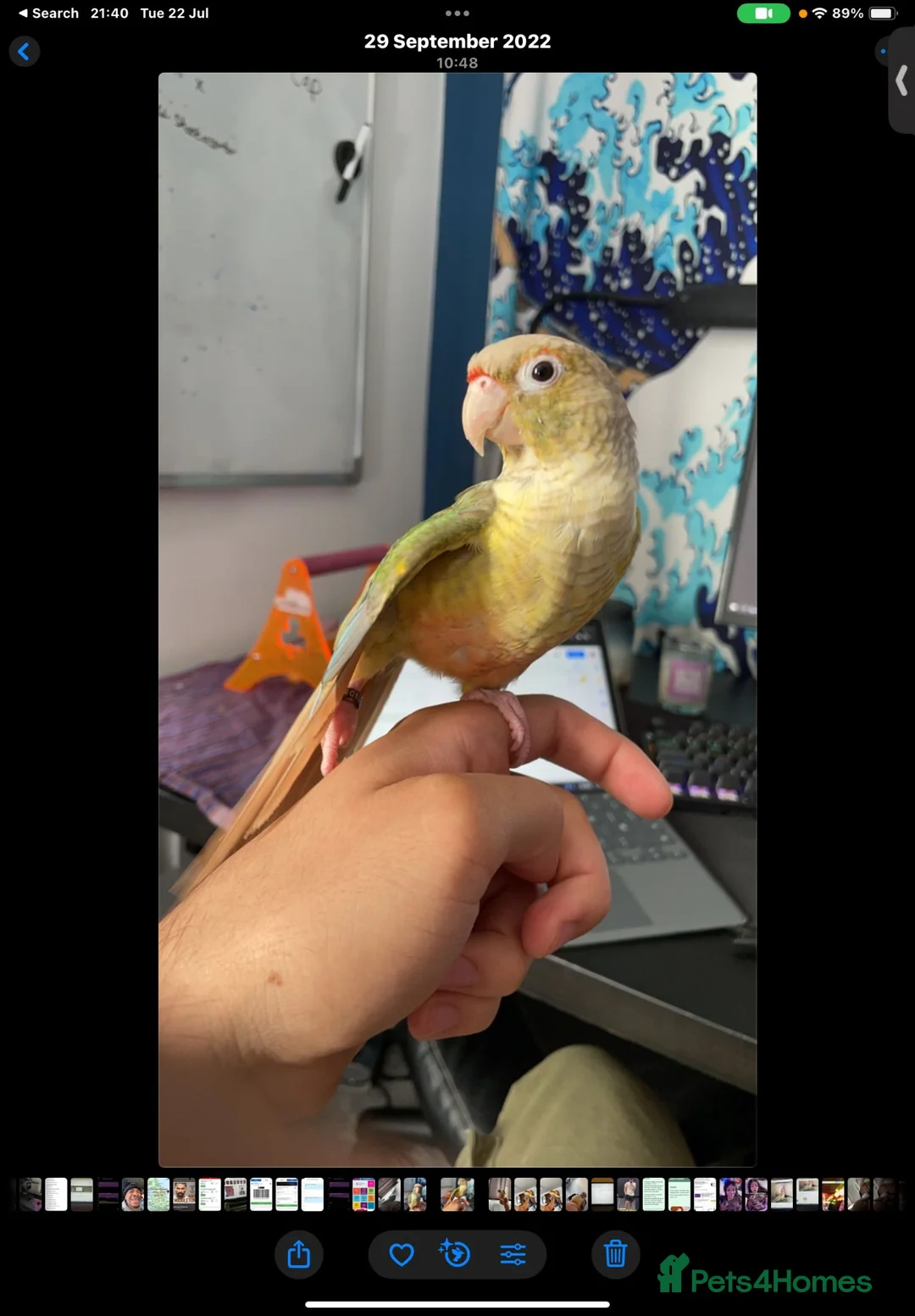 Conures birds for sale: Cooper Pineapple Conure  in Upminster - Advert 2