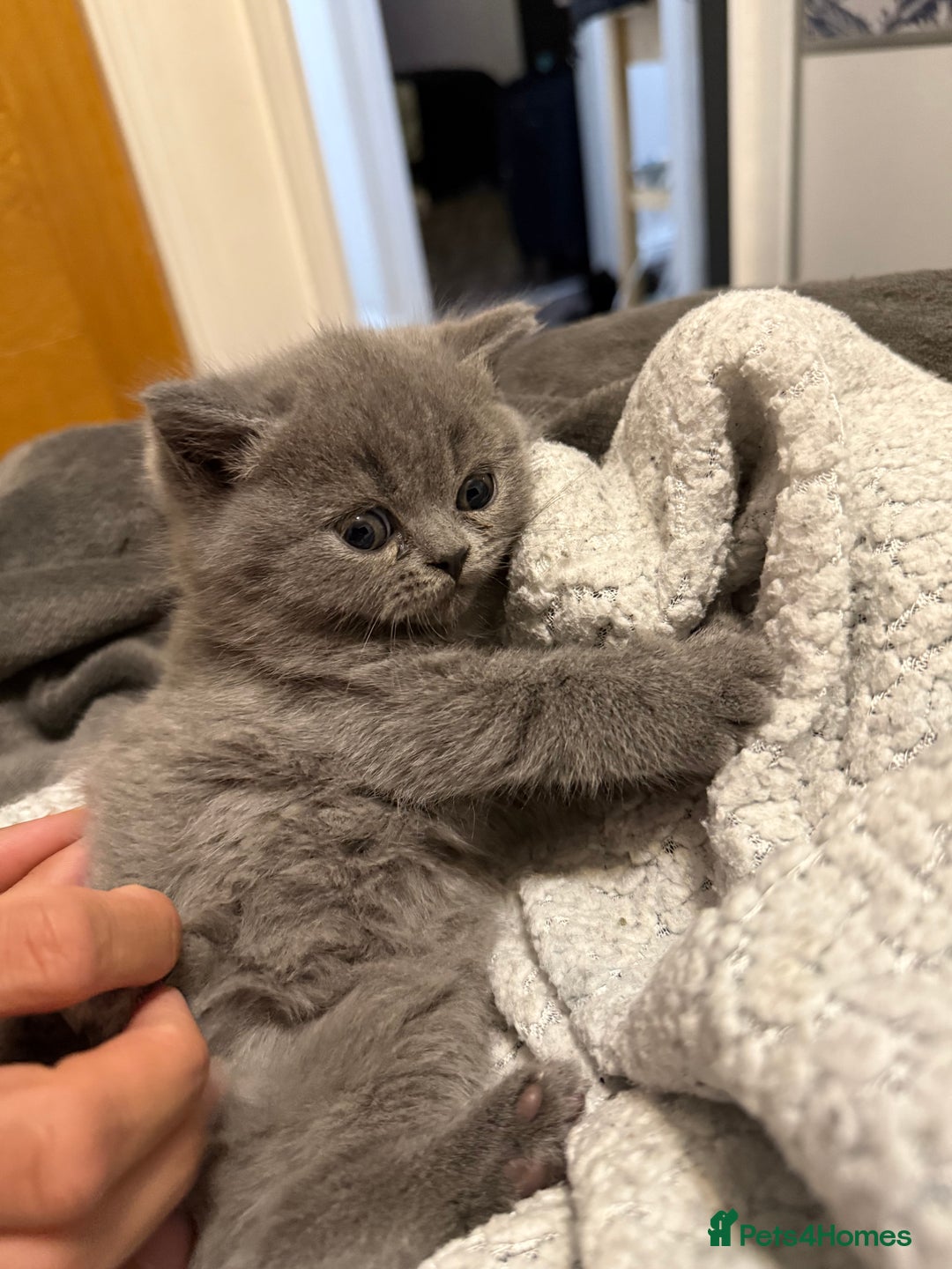 British Shorthair cats for sale: Female British short hair - Advert 4
