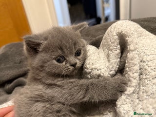 British Shorthair cats Female British short hair - Advert 13