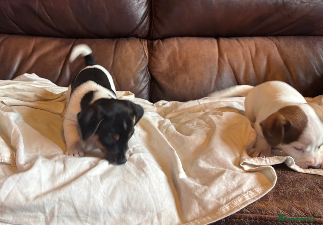 Jack Russell dogs for sale: Jack Russell puppies for sale - Image 14