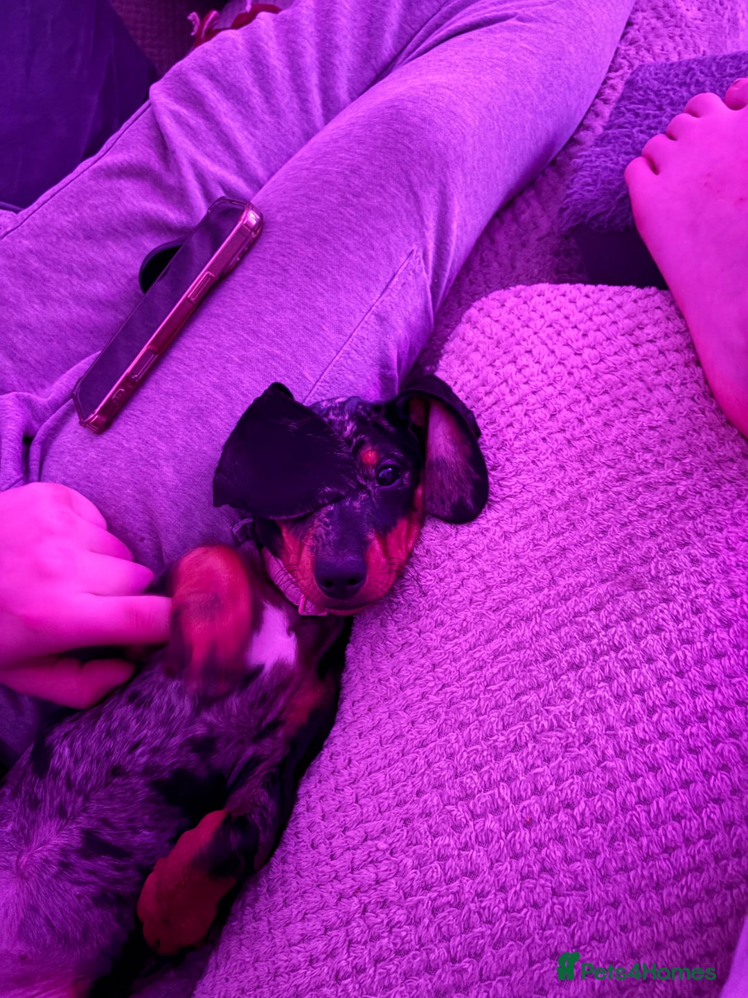 Miniature Dachshund dogs for sale: Miniature Dachshund bitch - Advert 2