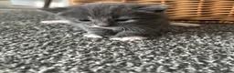 Mixed Breed cats for sale: 5 beautiful grey/blue kittens  - Advert 7