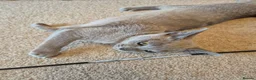 Burmese cats for sale: Gorgeous Pedigree Burmese Kittens - Advert 8