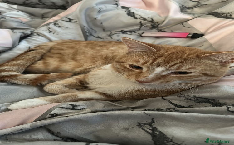 Mixed Breed cats - Advert 2