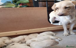 Labrador Retriever dogs for sale: Beautiful labrador puppies for sale - Image 2