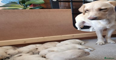 Labrador Retriever dogs - Advert 15