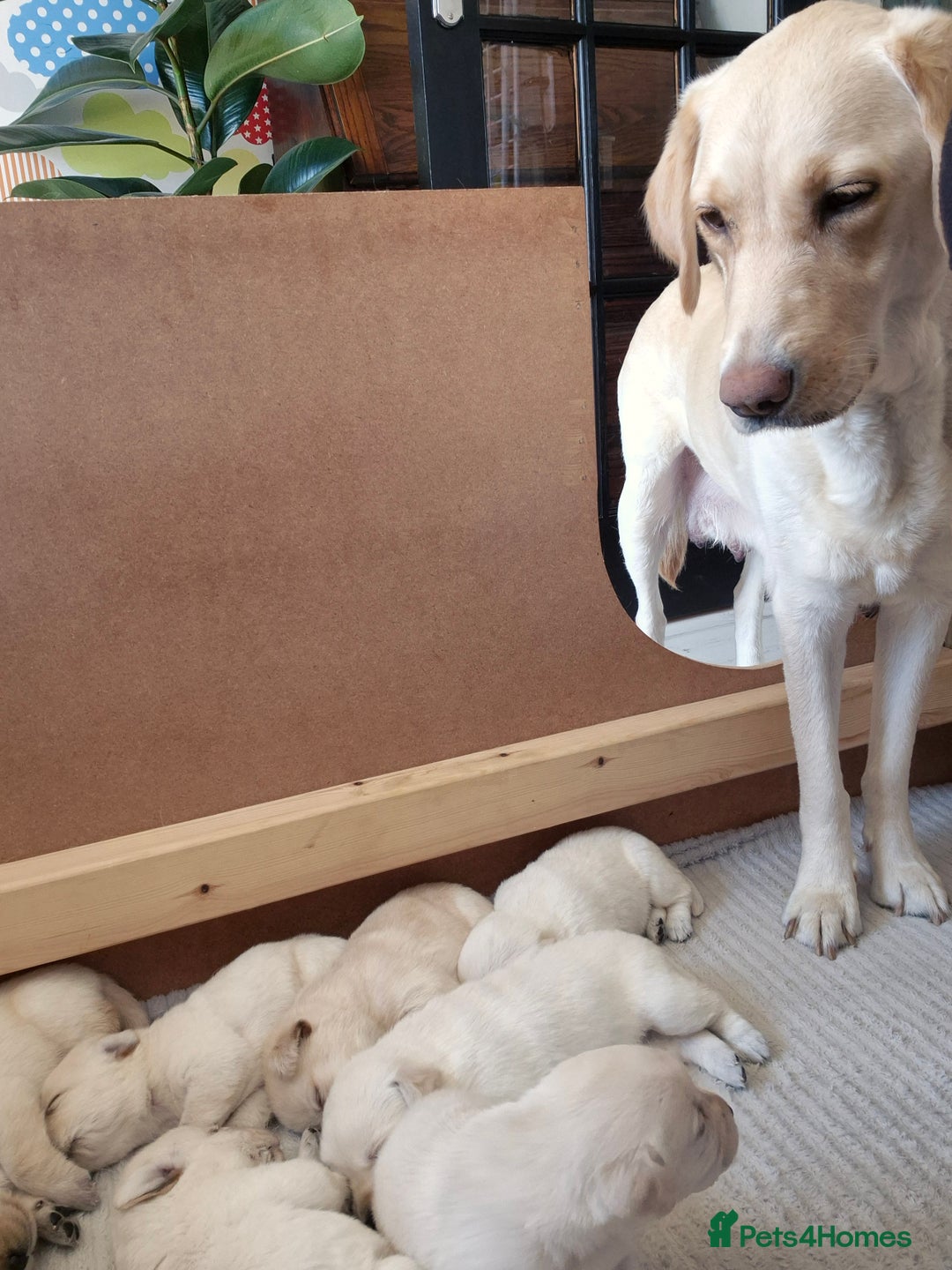Labrador Retriever dogs for sale: Beautiful labrador puppies for sale - Image 2