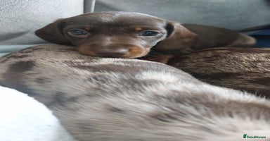 Miniature Dachshund dogs - Advert 3